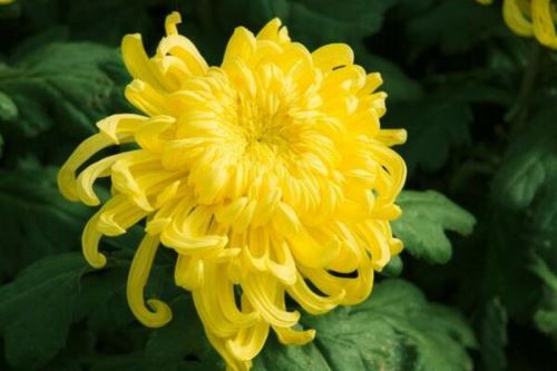 菊花室外能过冬吗,只有南方地区才能室外过冬