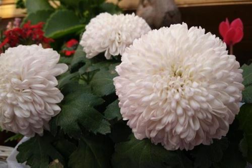 菊花室外能过冬吗,只有南方地区才能室外过冬