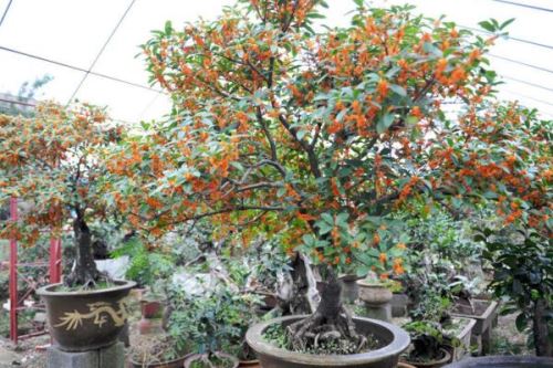 盆栽桂花怎么施肥,掌握四季施肥要点是关键