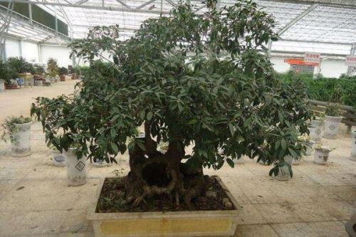 盆栽桂花怎么施肥,掌握四季施肥要点是关键