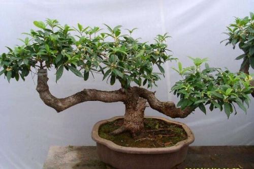 盆栽桂花怎么施肥,掌握四季施肥要点是关键