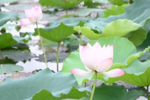 荷花叶的功效与作用,清热解暑、散瘀止血