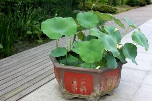 荷花叶的功效与作用,清热解暑、散瘀止血