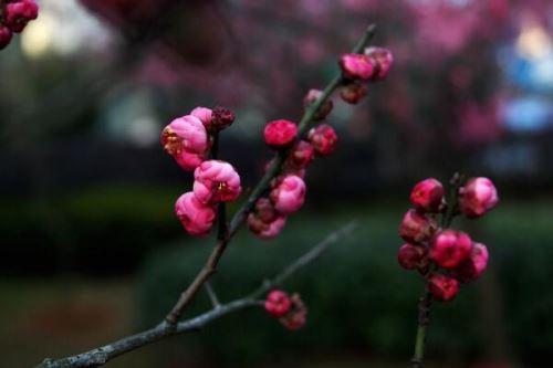 梅花烂根怎么处理，修剪根部然后更换盆土