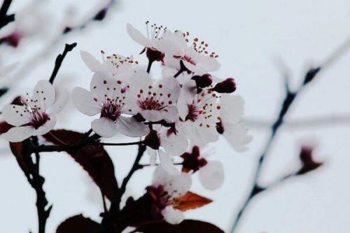 梅花烂根怎么处理，修剪根部然后更换盆土
