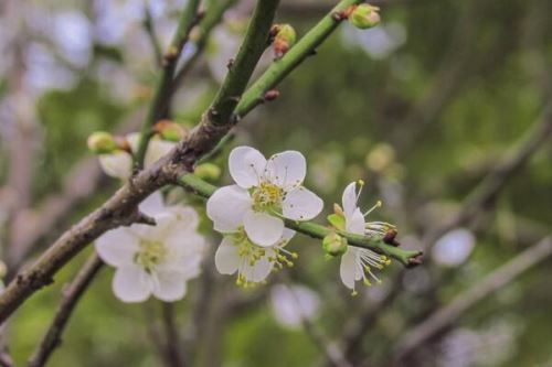 梅花烂根怎么处理，修剪根部然后更换盆土