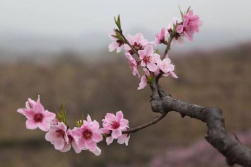 梅花烂根怎么处理，修剪根部然后更换盆土