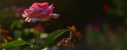 小玫瑰花怎么养