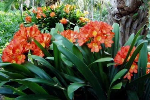 25mg阿司匹林怎么浇花