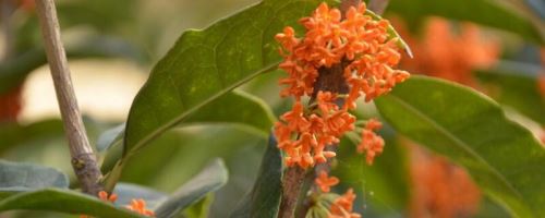 桂花冬天落叶怎么办