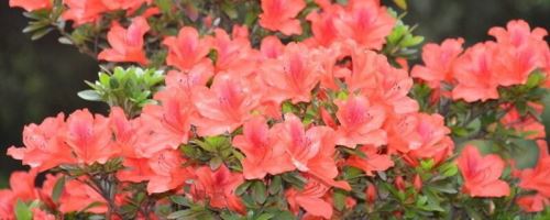 杜鹃花叶子一碰就掉