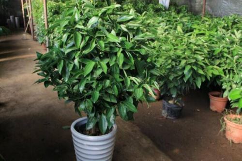 平安树修剪方法图解