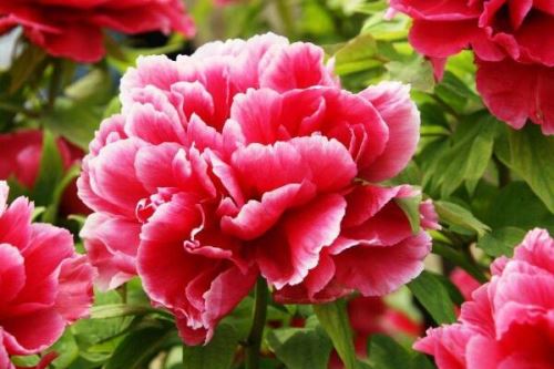 牡丹花的寓意,繁荣昌盛、吉祥富贵
