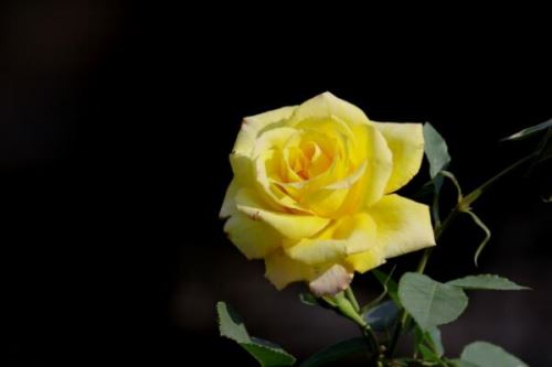 盆栽月季可以淋雨吗，月季淋雨的四大好处