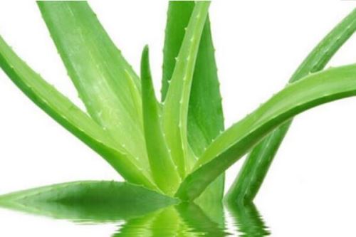 芦荟的用处,介绍芦荟的四大用途
