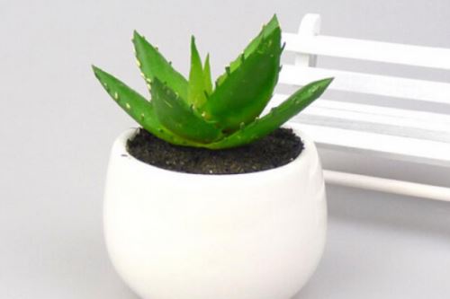 芦荟的用处,介绍芦荟的四大用途