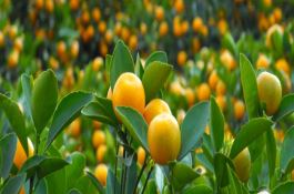 玉米种子鲁种99118-普通玉米