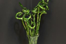 富贵竹的养殖方法和注意事项（详解）