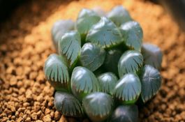 水稻控制灌溉方法
