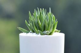 黄瓜多生雌花三法