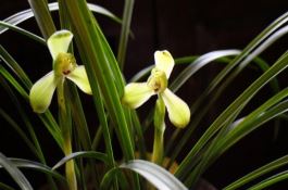 兰花怎么养（详解）