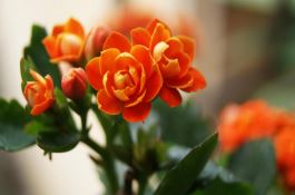 南方稻区双季晚稻田间管理技术