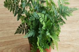 苦荞麦饮料加工技术