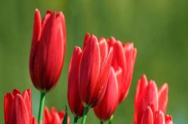 目前双季晚稻多采用哪些组合？