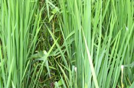 大小麦田恶性杂草硬草防除的技术