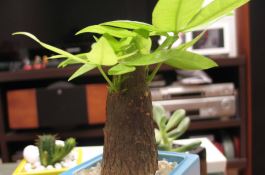 促玉米早熟五招 促玉米早熟五招