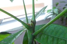 发财树枝干变软（及时更换土壤/控水控肥/杀菌除虫）