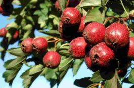 山楂籽能种出来吗（播种前可进行沙藏）