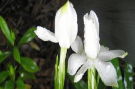 栀子花什么时候发芽 栀子花什么时候发芽