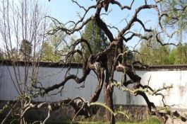 五种方法防止早稻中后期高温热害