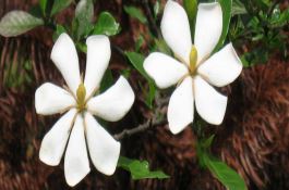 花生带壳播种技术