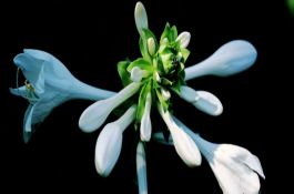 中稻秧田的施肥技术