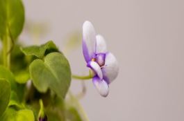 复合肥能做基肥吗