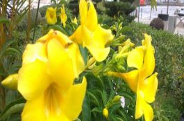 黄蝉花能在家里养殖吗（详解）