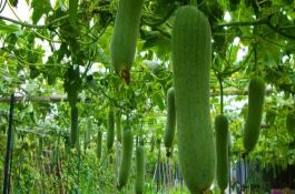 水稻稻瘟病综合防治技术