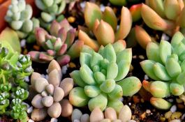 新型花生收获机械在滦南县问世