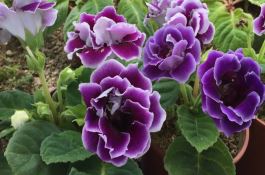 棉花角斑病的症状及防治