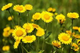 棉花生长后期害虫的防治技术