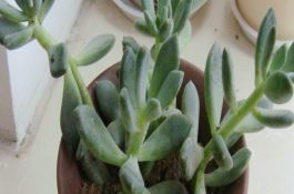 小麦苗期巧管护