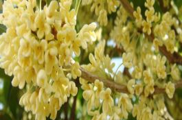 种植太空红薯需要技术到位