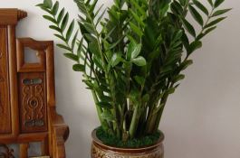 黄瓜枯萎病的识别与防治