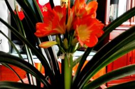 君子兰出花苞后管理方法（详解）