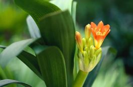 无公害花生的水分管理及节水灌溉技术