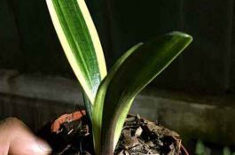 病虫防治（秋天防治番茄烂果方法）