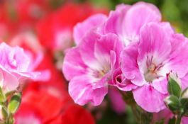 种植棉花须注意事项