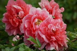 春播大白菜干烧心发生原因及防治